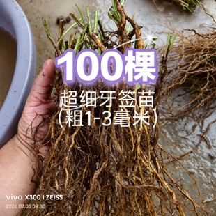 蔷小薇超细牙签苗白花无刺蔷薇实生根小苗移栽嫁接月季玫瑰砧木苗