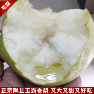 正宗隰县玉露香梨整箱净重8斤直径86-90mm礼盒装临汾特产特级山西
