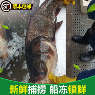 【顺丰包邮】微山湖胖头鱼头剁椒花莲鲜活冷冻入宅乔迁大头鱼新鲜