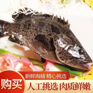 福建海鲜水产海鱼海捕野生石斑鱼肉质鲜美营养美味鲜活速冻