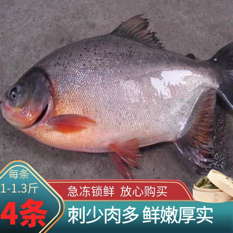 红鲳鱼特大新鲜加工鲜活 冷冻 冰鲜 非金鲳鱼 白鲳鱼4条整箱包邮