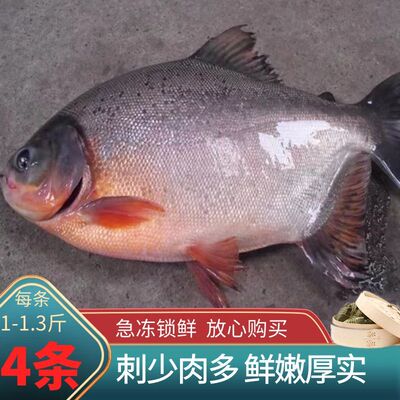 红鲳鱼特大新鲜加工鲜活冷冻