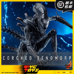 【TYCTOYS】现货 HOTTOYS HT异形夺命舰猎手1/6可动人偶MMS784