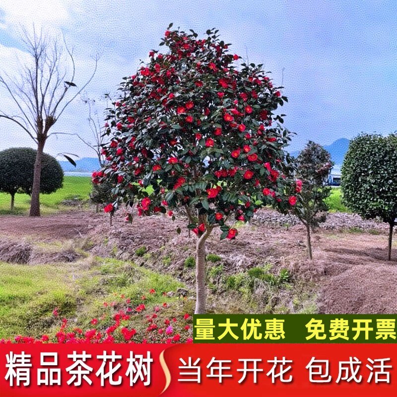 耐寒山茶花树苗庭院别墅耐冻茶植物室外绿植大型盆栽四季常青花卉