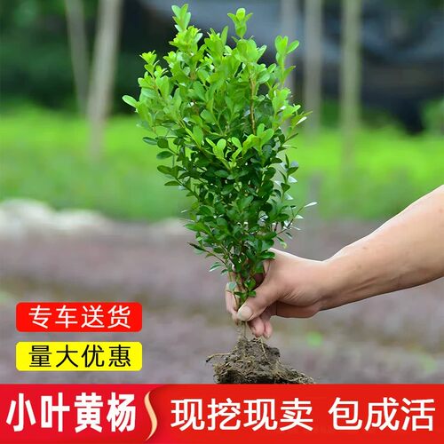 小叶黄杨瓜子苗庭院绿篱树苗黄杨球苗独杆黄杨树苗大叶黄杨冬青苗