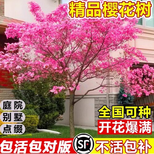 樱花树苗庭院地栽风景树