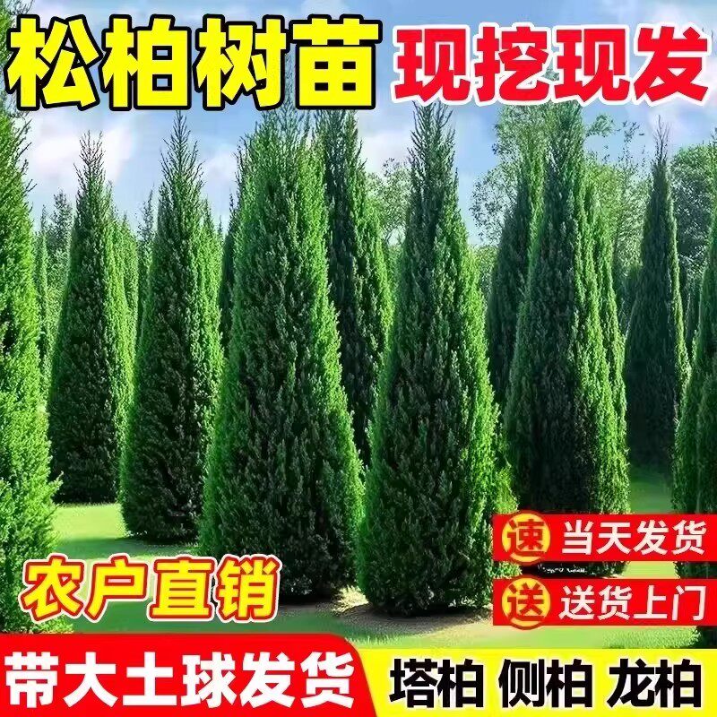 宝塔松柏树苗带土柏树侧柏扁柏塔柏龙柏松树坟前墓前园林绿化花卉图片