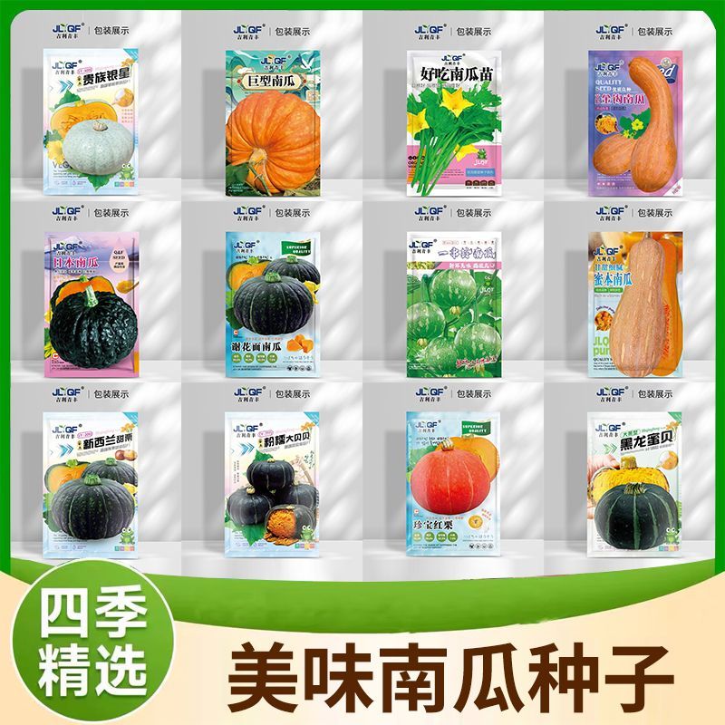 谢花面贝贝南瓜种子老品种东北窝瓜种籽肉厚甜面绿皮黄肉瓜果种籽