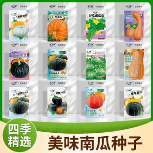 谢花面贝贝南瓜种子老品种东北窝瓜种籽肉厚甜面绿皮黄肉瓜果种籽