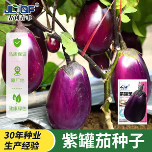 特大紫罐茄种子苗圆茄牛心茄高产紫黑烧烤茄子四季蔬菜种籽孑菜种