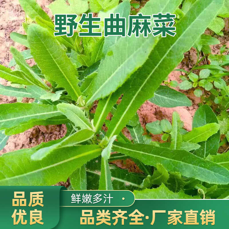 曲麻菜种子苦菜种籽农家四季盆栽蔬菜籽种大全苦麻菜籽蔬菜种孑