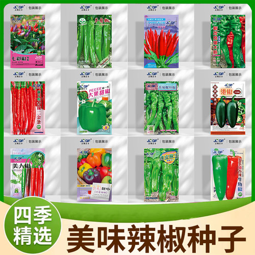 青丰四季种植精选辣椒种子 蔬菜盆栽易种高产 种植优质老品种种子
