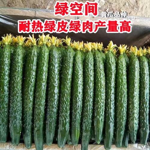 耐热绿皮绿肉黄瓜种子产量高抗病
