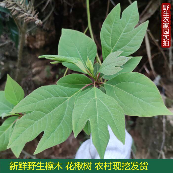 野生中草药檫树根檫木根枫荷桂花楸树半枫樟桐梓树蔡木天鹅枫新鲜
