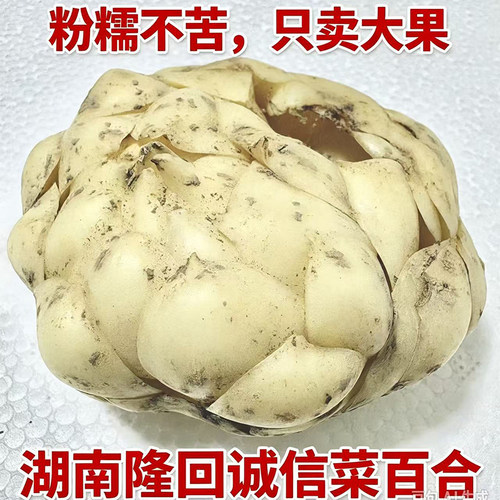 隆回龙牙百合诚信菜百合新鲜百合甜百合粉糯清甜不苦食用百合