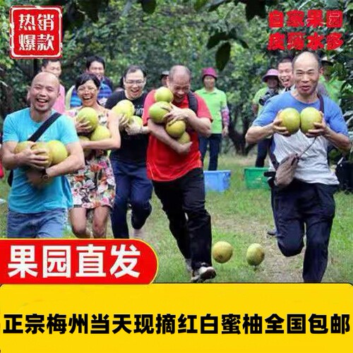 正宗梅州红心柚子50斤果每日现摘新鲜应季水果孕妇红肉柚红肉薄皮