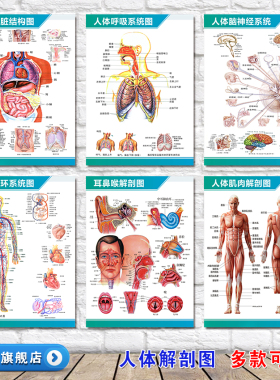 人体解剖彩色学骨骼结构图神经肌肉五脏六腑淋巴海报墙贴器官挂图