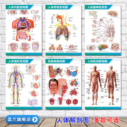 人体解剖彩色学骨骼结构图神经肌肉五脏六腑淋巴海报墙贴器官挂图