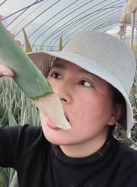 食用芦荟仙人掌吃播专用