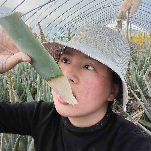 食用芦荟仙人掌吃播专用