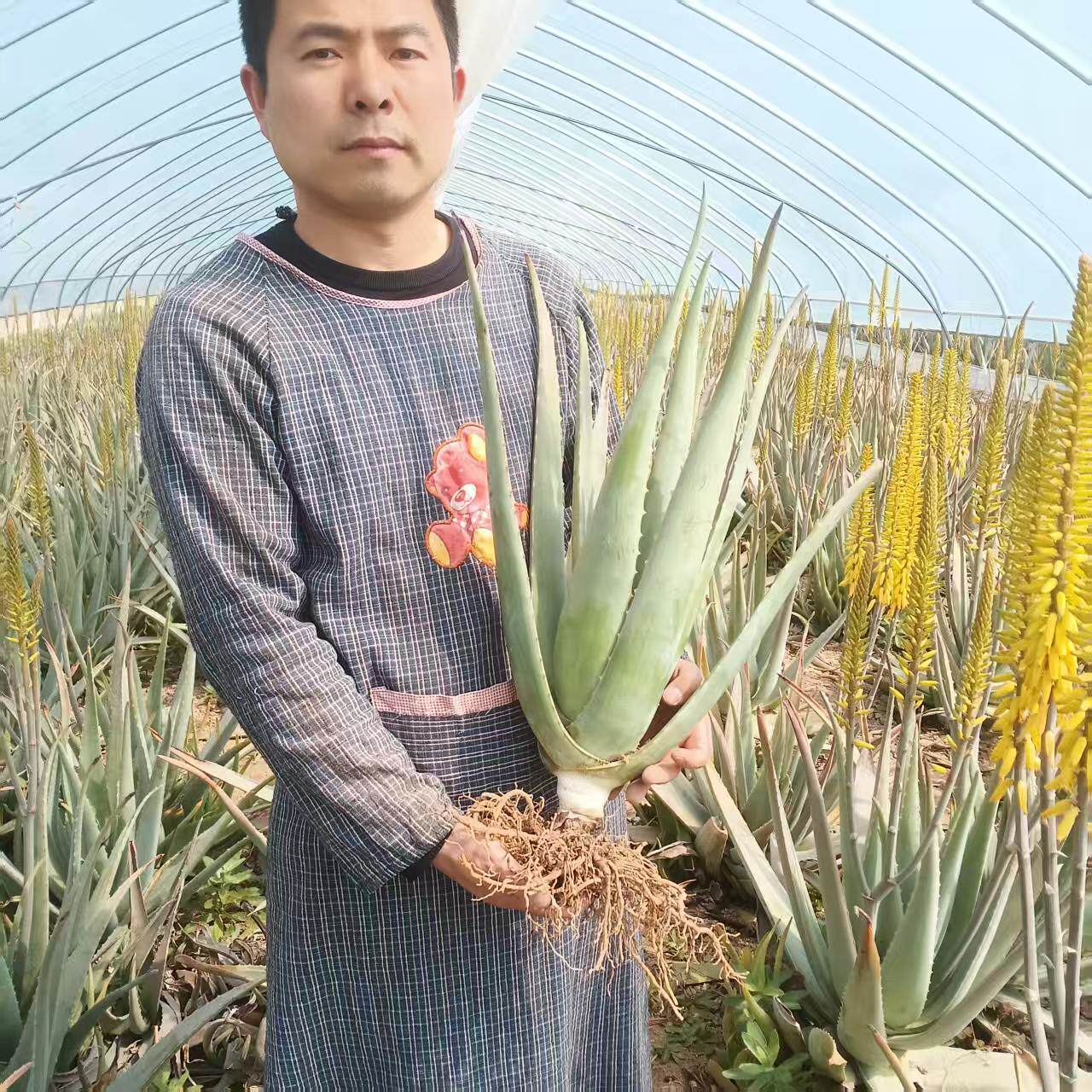 可食用芦荟库拉索芦荟盆栽美容灌肤新鲜特价耐旱蚊虫叮咬室内植物