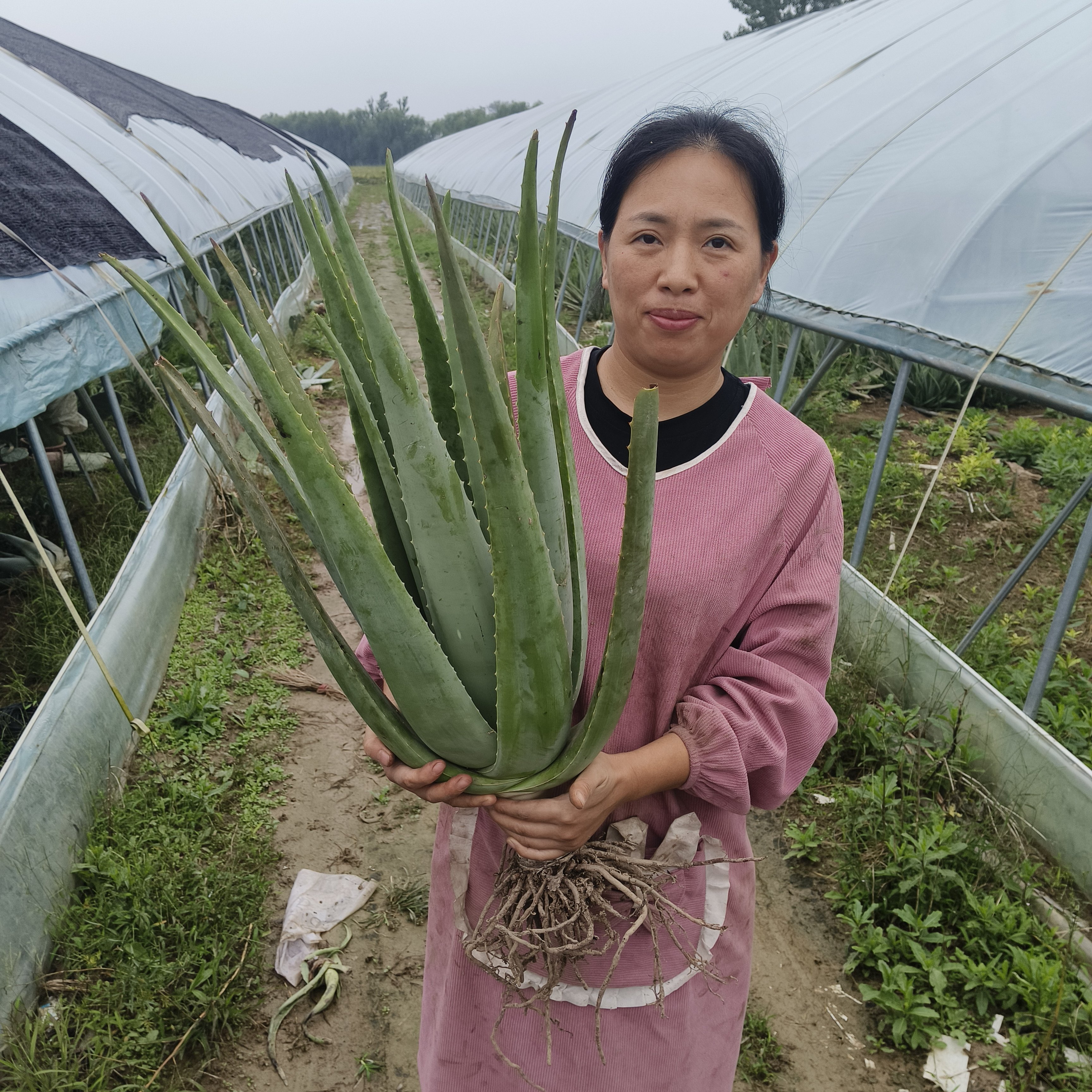 美容芦荟客厅阳台净化空气吸甲醛