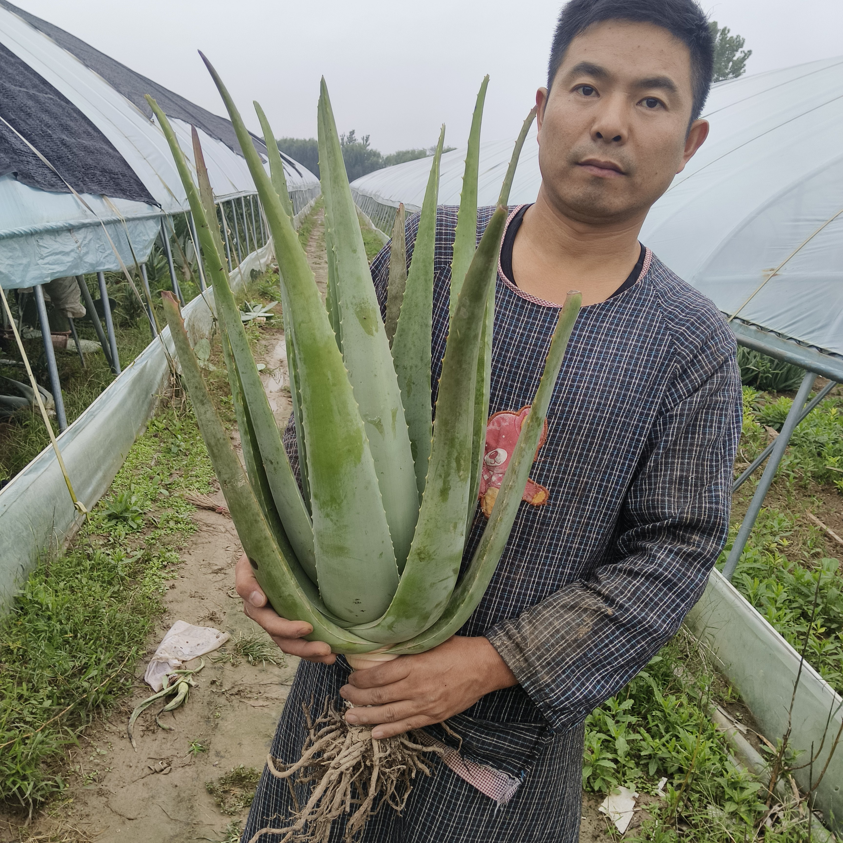库拉索芦荟可美容可食用