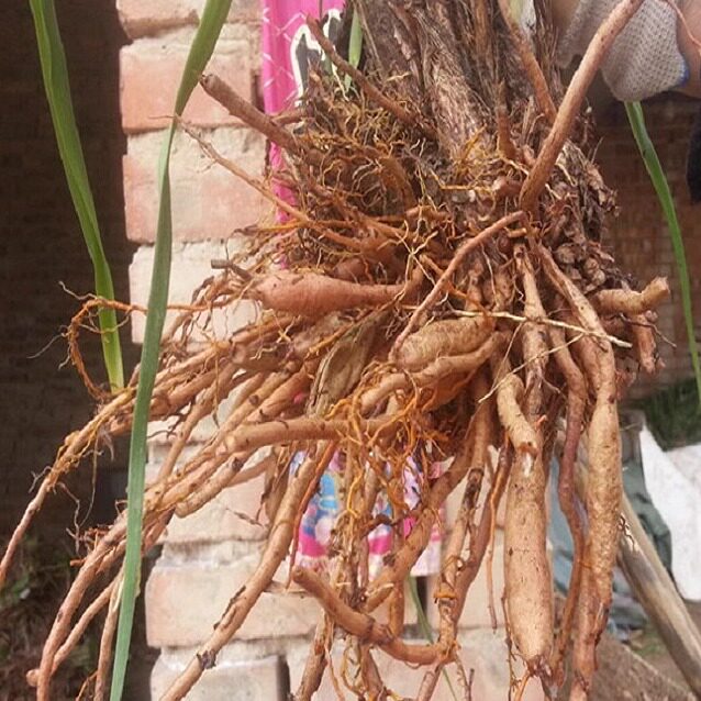 黄花菜根萱草根金针菜根包邮