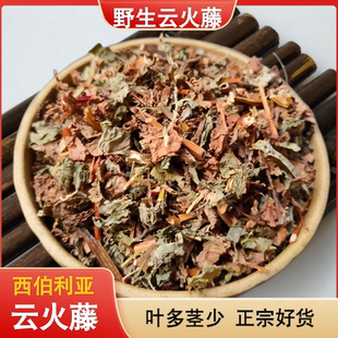 西伯利亚云火藤20年生食用云火藤泡酒泡脚野生云火藤茎叶送纱布袋