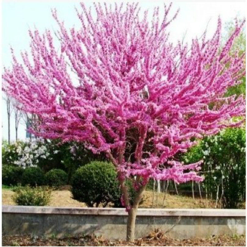 紫荆花苗 紫荆树苗 紫珠 紫荆 满条红 紫荆花 紫荆小苗