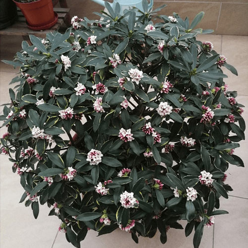 金边新款瑞香浓香型花卉盆栽好养的花耐寒植物室内阳台庭院易养活