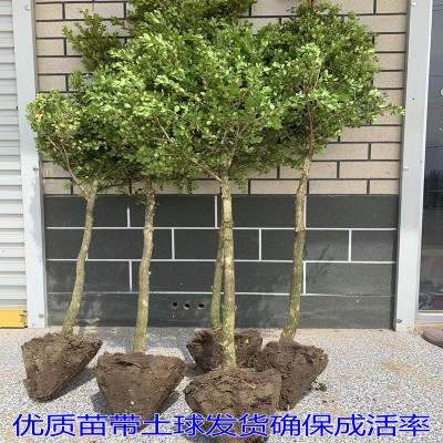 别墅庭院绿化苗 独杆高杆黄杨苗小叶黄杨树苗球苗黄杨盆景素材苗