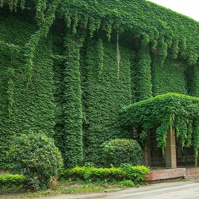 爬藤攀援植物 五叶爬山虎苗  五叶地锦大苗 爬墙虎 庭院别墅种植