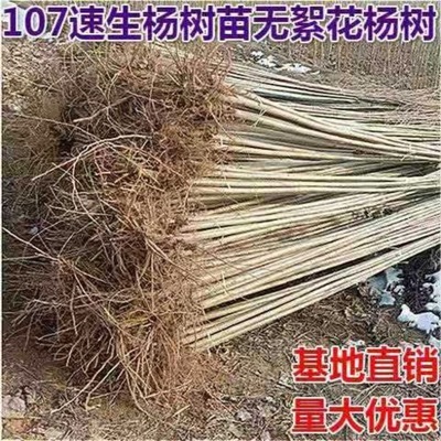 白杨树苗107速生无絮杨树苗河堤道路绿化苗3804占地拆迁植树