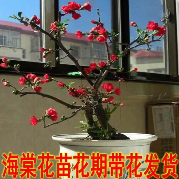 日本海棠苗 室内盆栽海棠花苗 