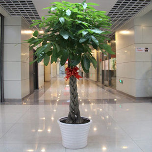 新房室内办公室客厅 中型大型盆栽绿植观叶植物发财树绿萝 净化