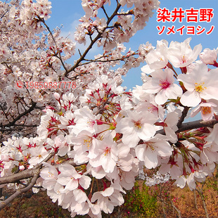 绿化苗木树苗苗日本嫁接早樱晚樱庭院苗染井吉野