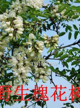 养蜜蜂可食用花香四溢提炼树苗