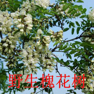 庭院树苗洋槐花苗洋槐树香花槐树苗养蜜蜂花可食用花香四溢可提炼