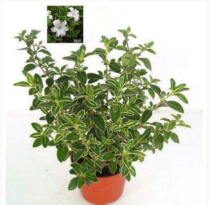六月雪盆景树桩 室内桌面花卉植物 金边六月雪小型盆栽绿植