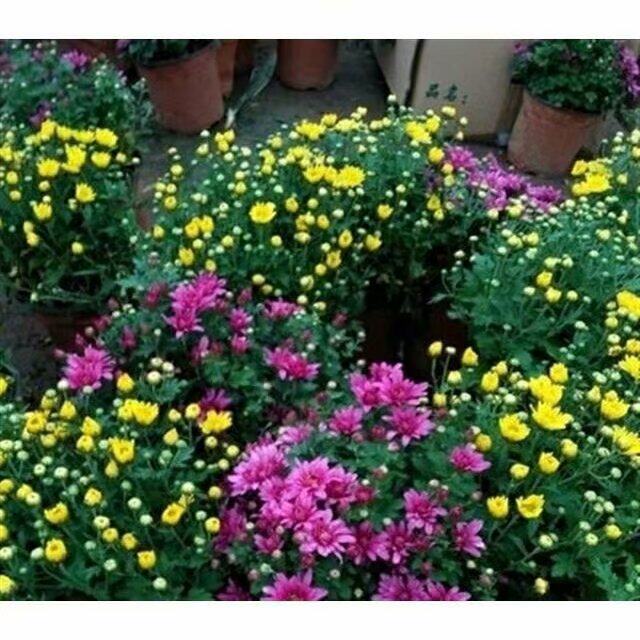盆栽庭院小雏菊四季观花植物