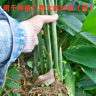 用于种植新鲜粽叶根广西大粽叶苗现挖现发裹蒸粽柊叶苗顺丰包邮