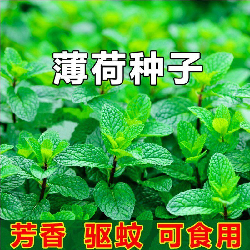 可食用薄荷种子驱蚊留兰香柠檬苗猫薄荷四季播种室内盆栽花种籽子