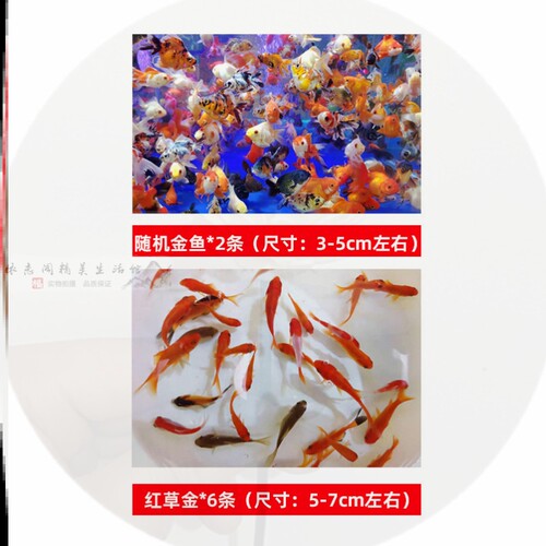 樱花鎏金金鱼多少钱 樱花鎏金金鱼价格 小麦优选