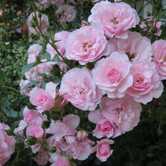 正品庭院藤本月季花苗【阿罗哈爱慕】四季开花盆栽花卉欧月蔷薇苗|msdalam kategori penghantaran bunga/bunga simulasi/tumbuhan berkebun, bunga/Tumbuh-tumbuhan tumbuh-tumbuhan pasu (baru), bunga - dari Buy2taobao.com untuk memberikan perkhidmatan ejen Taobao profesional membeli