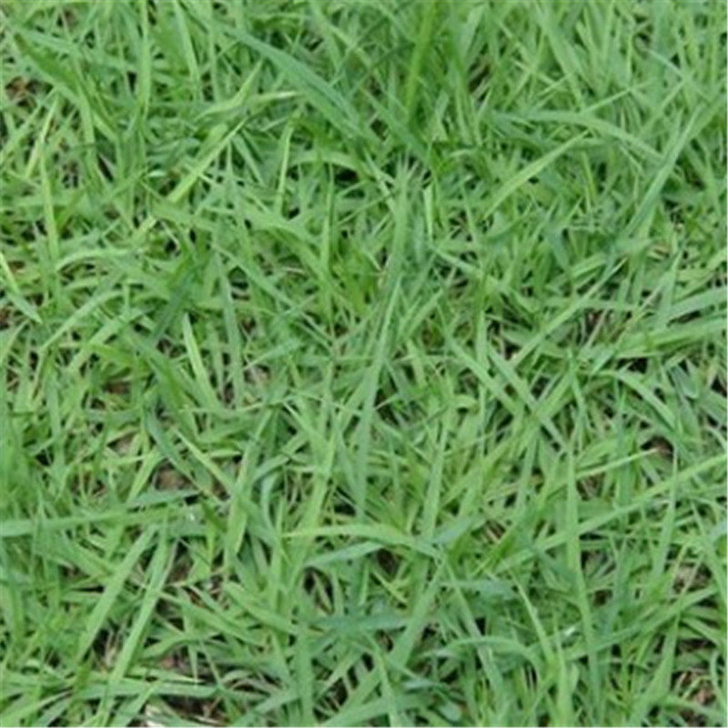 30 grain Highbush Blueberry Bush fruit seed Dwarf blueberry seed The country can kind North and Southin the Flower delivery/Flowers simulation/Plants gardening , Flowers/Fruits and vegetables/Lawn seed (New) , Home &amp; Garden Seeds  category - from Buy2taobao.com to provide professional Taobao agent buy service