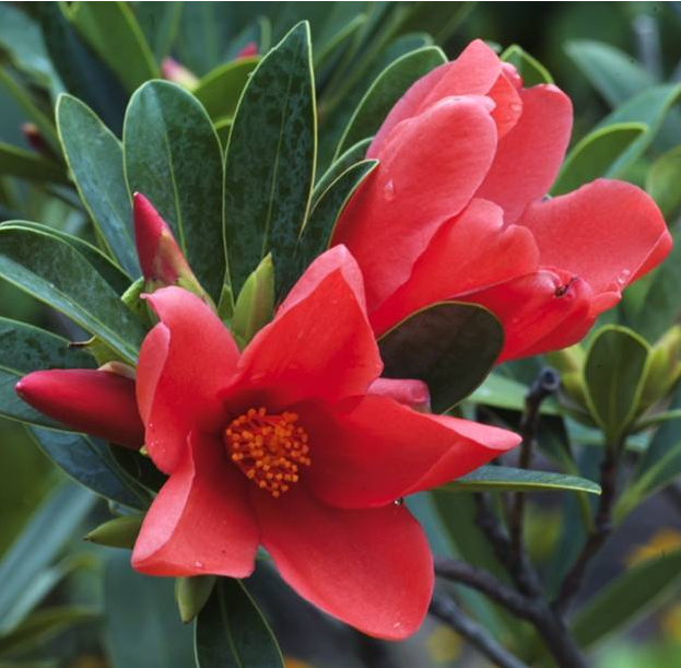 包邮四季杜鹃红山茶花嫁接盆栽带花苞室内庭院名贵绿植红山茶