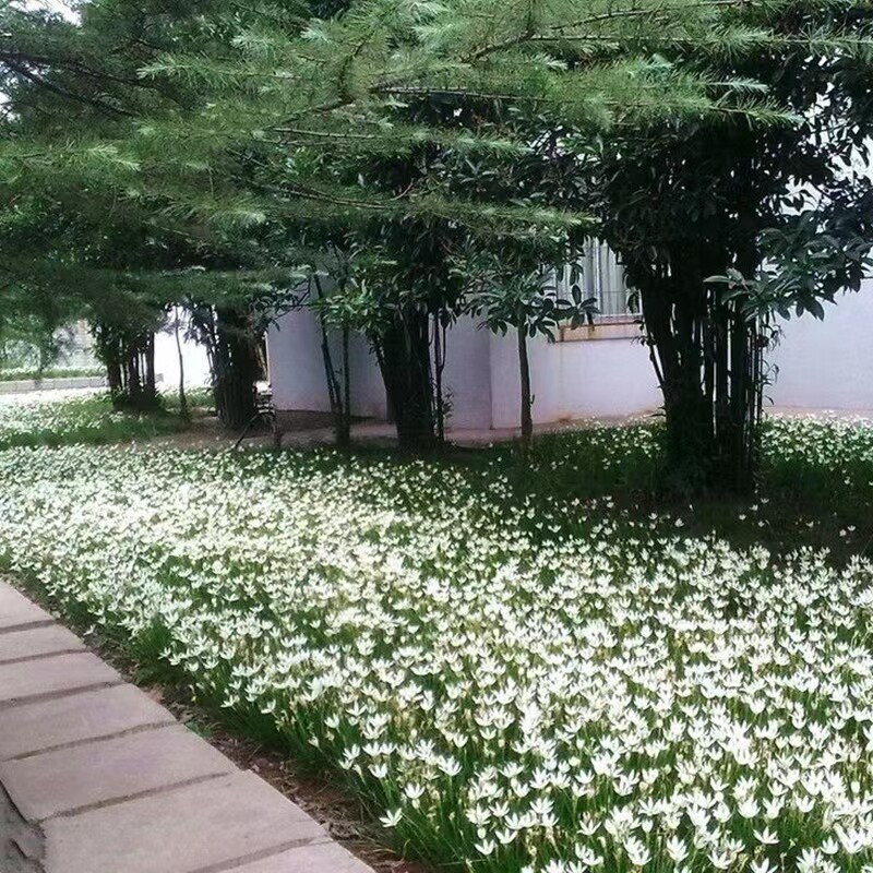 多年生花草葱莲地被植物葱兰盆栽花矮生花苗四季易种易活常绿花卉