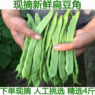 扁豆角新鲜扁芸豆豆角四季 豆刀豆新鲜蔬菜湖北农家种植现摘 包邮