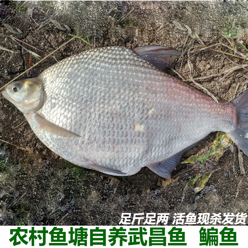 鳊鱼新鲜武昌鱼淡水鱼鲜活鳊鱼扁鱼新鲜农村鱼塘自养鱼直发包邮